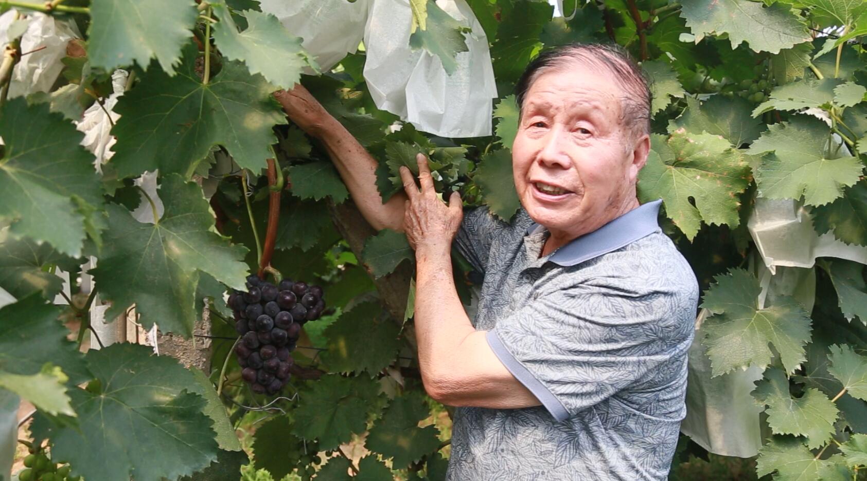 “戶太8號(hào)”產(chǎn)量是傳統(tǒng)葡萄3—6倍，富含抗癌微量元素白藜蘆醇