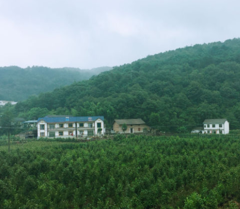 楊凌農(nóng)業(yè)技術(shù)在湖北“開(kāi)花結(jié)果”