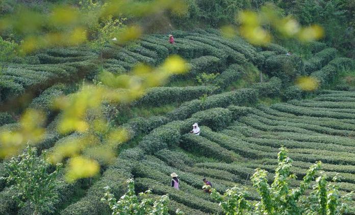 秦巴漢水間，百萬畝茶園帶來綠色“錢”景